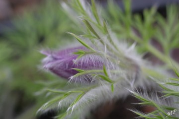 medium_1-Jardin1-Anemone.jpg
