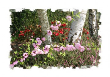 medium_2006-jardin08.jpg