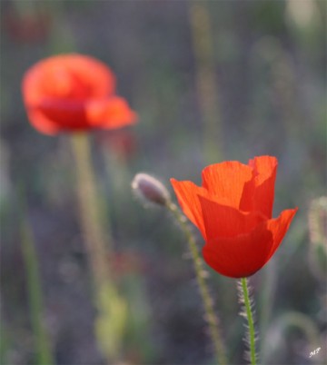 medium_coquelicots.2.jpg