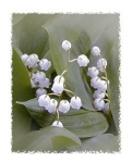 medium_muguet.jpg