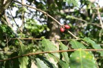 medium_1-BT-Domaine_Vanibel04-cafe.3.JPG