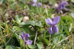 medium_1-Jardin4-Violettes.3.jpg