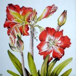 medium_amaryllis.jpg